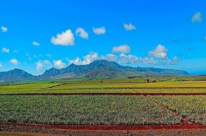 Campos de piñas en la meseta central de Oahu con montañas verdes al fondo