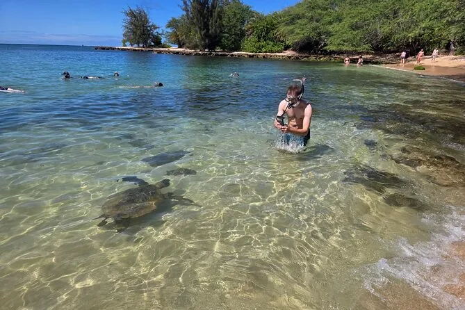 A snorkeler floating above a green sea turtle in clear shallow water